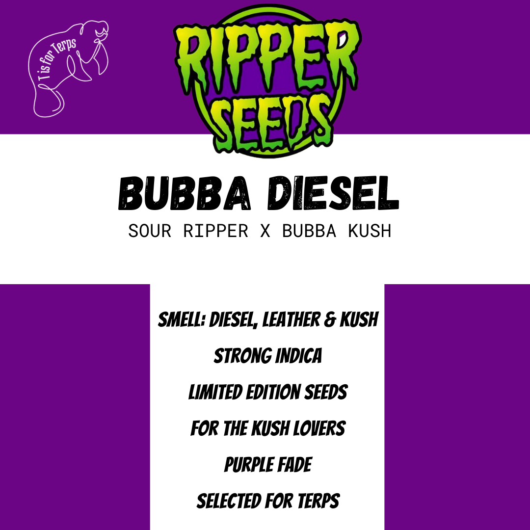 Bubba Diesel - Hanfsteckling