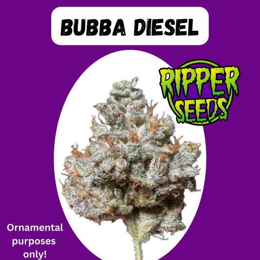 Weedeoman-Box #2: Bubba Diesel / Bubbleberry V2 / KMintZ