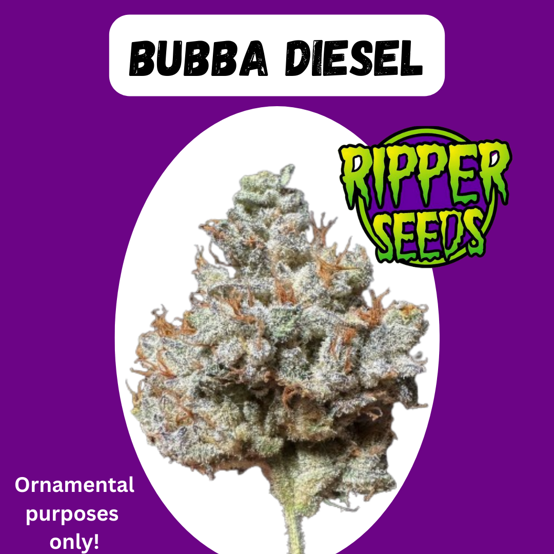 Bubba Diesel - Hanfsteckling