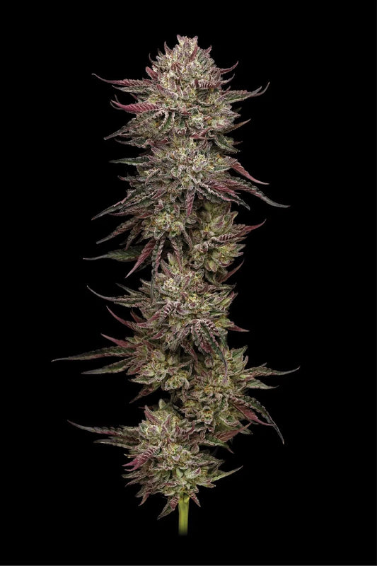 Chicken N' Wafflez - 5 fem Seeds - Humboldt Seed Company