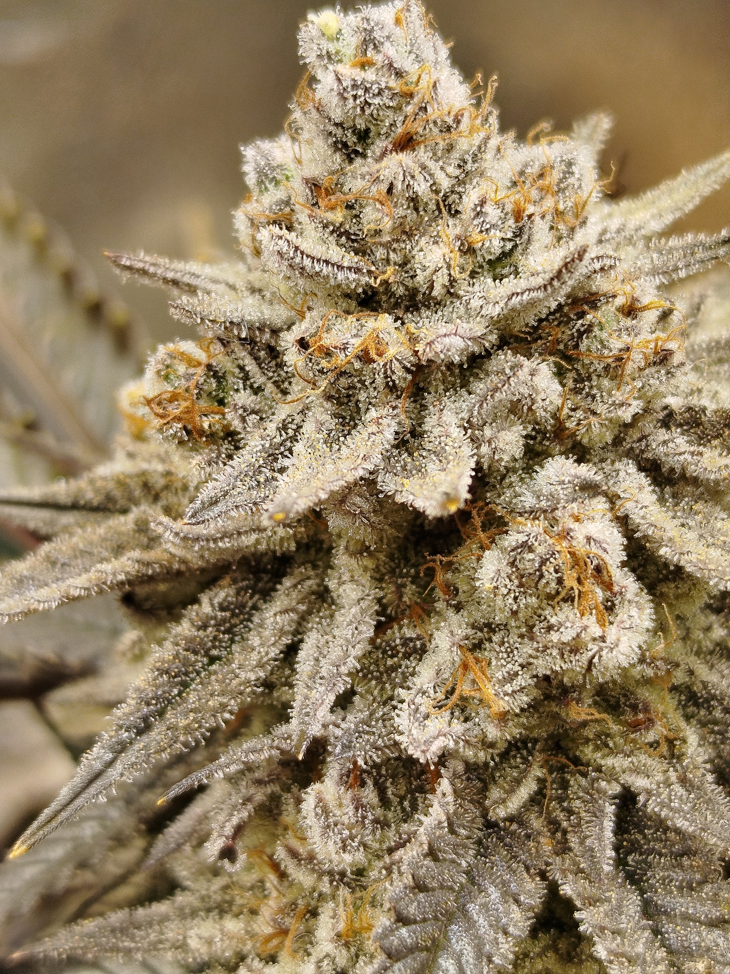 Grape Balls Of Fire RBX - Hanfsteckling