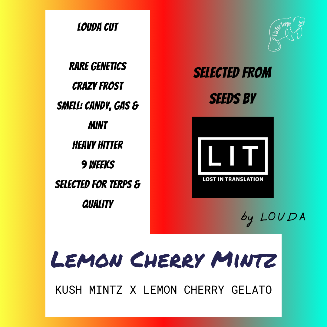 Lemon Cherry Mintz (LOUDA CUT) - Hanfsteckling