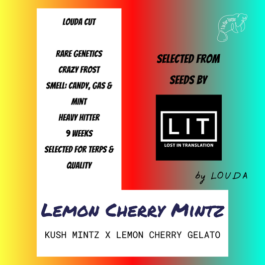 Lemon Cherry Mintz (LOUDA CUT) - Hanfsteckling