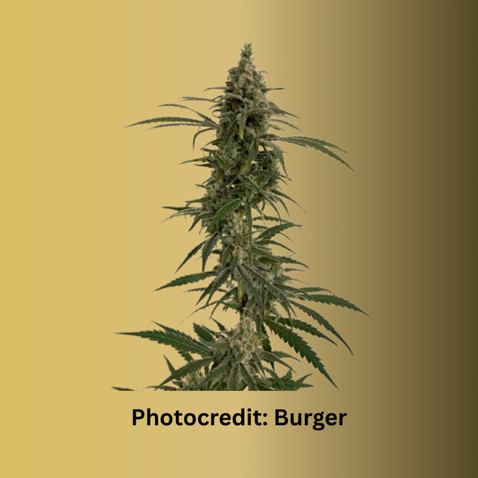 Ausgereifte Blüte der Craft Cannabis Sorte CBD Afghani