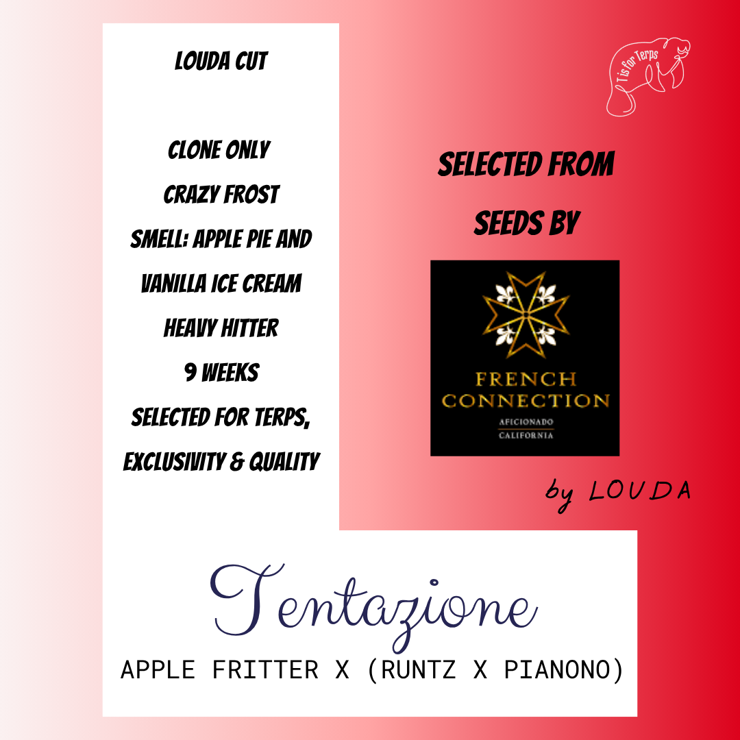 Tentazione 082 (LOUDA CUT) - Hanfsteckling