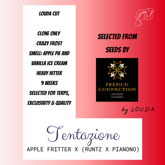 Tentazione 082 (LOUDA CUT) - Hanfsteckling