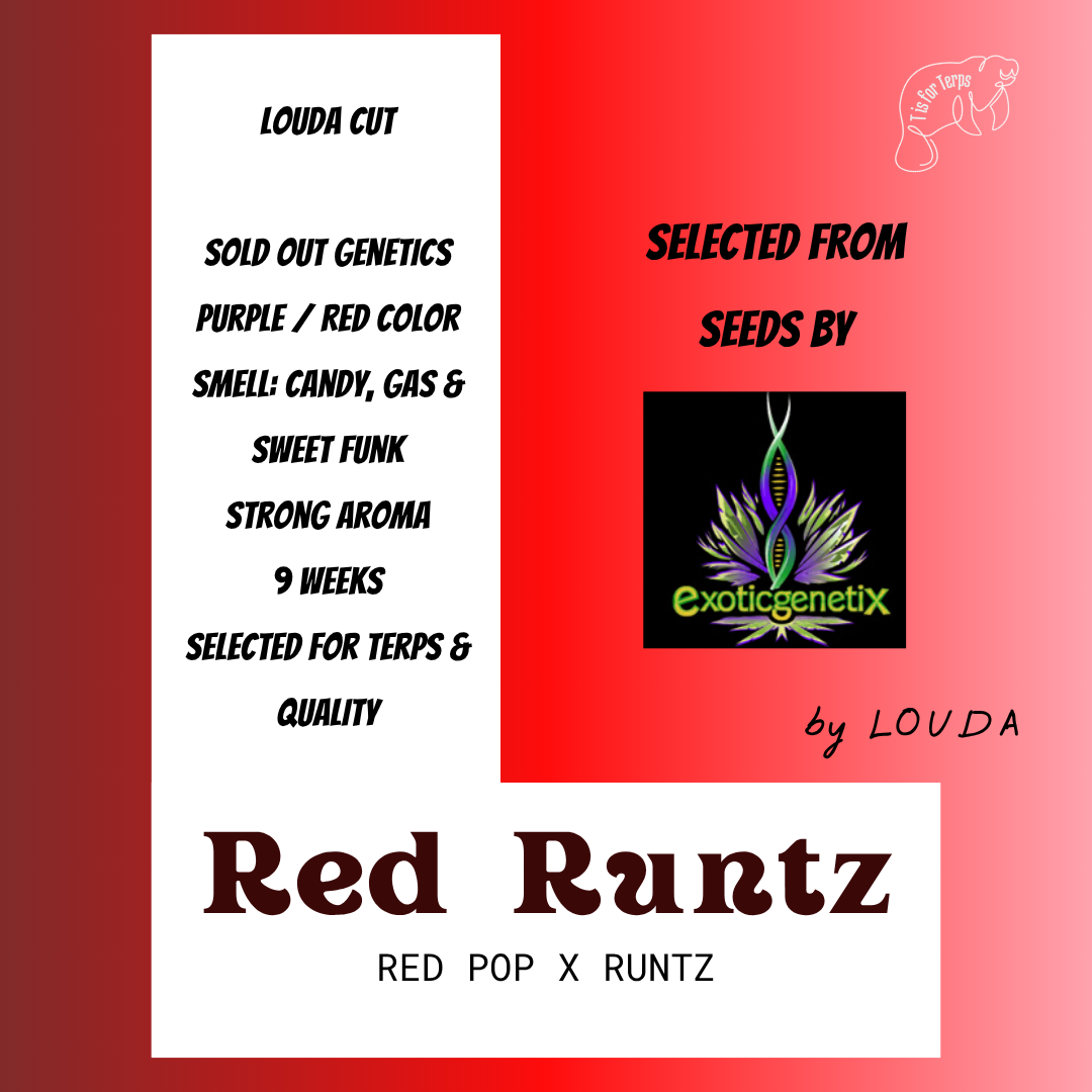 Red Runtz (LOUDA CUT) - Hanfsteckling