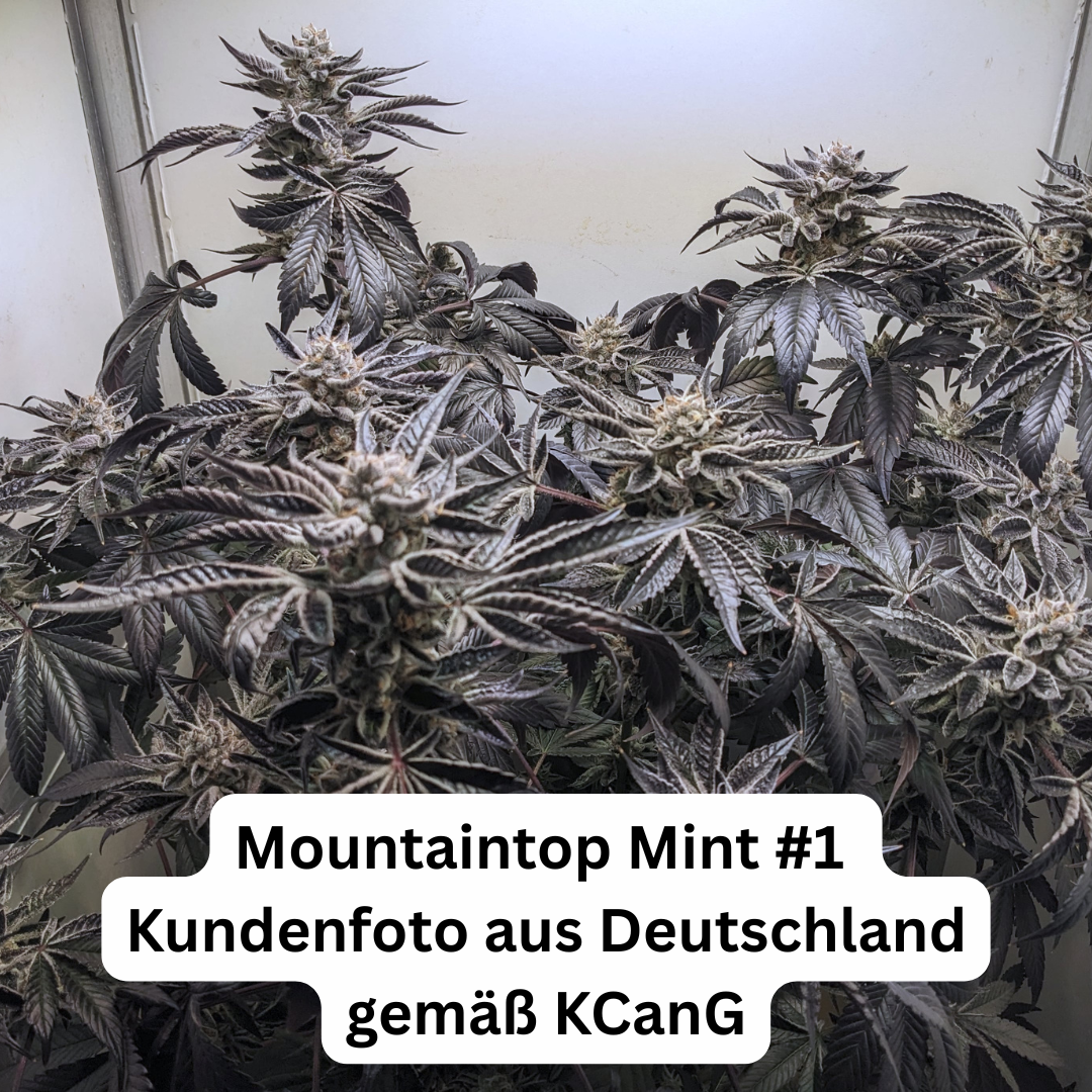 Mountaintop Mint #1 - Hanfsteckling