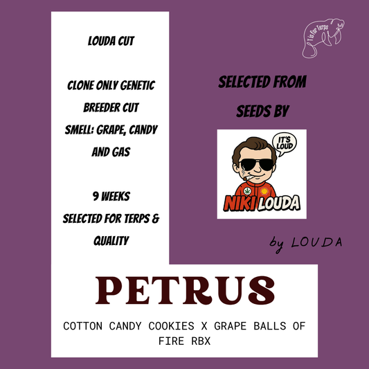 Petrus (LOUDA Breeder-CUT) - Hanfsteckling
