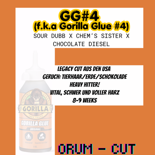 GG#4 (f.k.a. Gorilla Glue #4) - Hanfsteckling