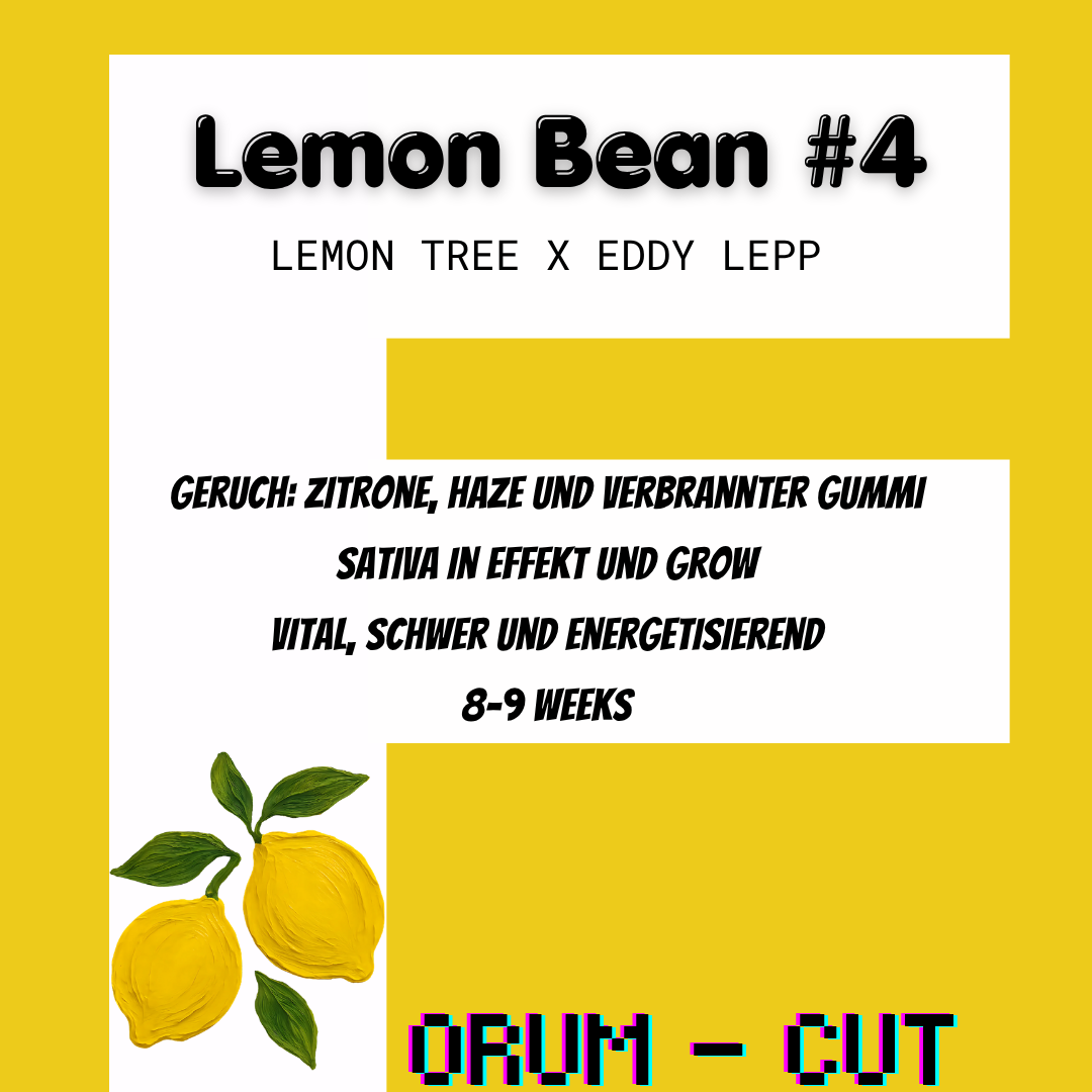 Lemon Bean #4  - Hanfsteckling