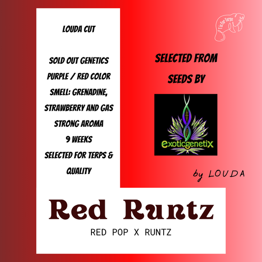 Red Runtz (LOUDA CUT) - Hanfsteckling