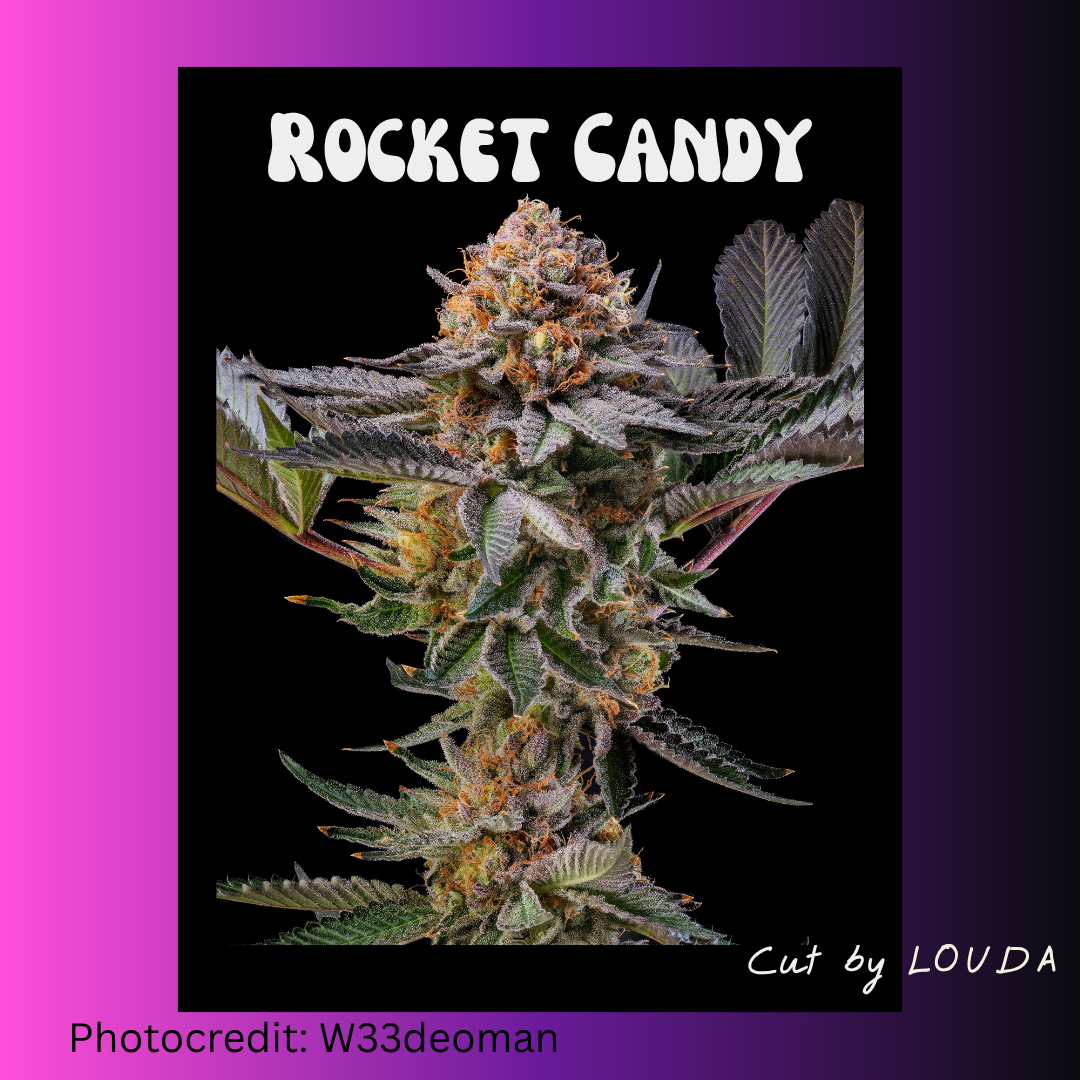 Rocket Candy (LOUDA CUT) - Hanfsteckling
