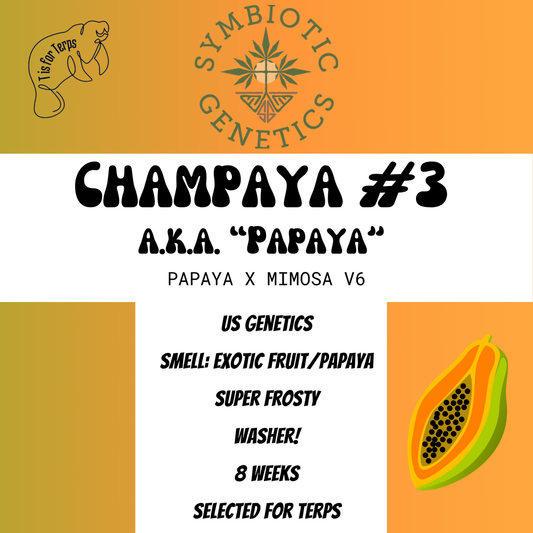 Champaya #3 a.k.a. "Papaya" - Hanfsteckling