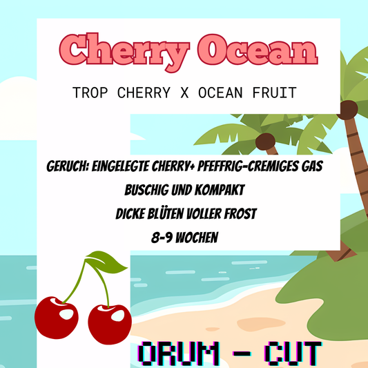 Cherry Ocean  - Hanfsteckling