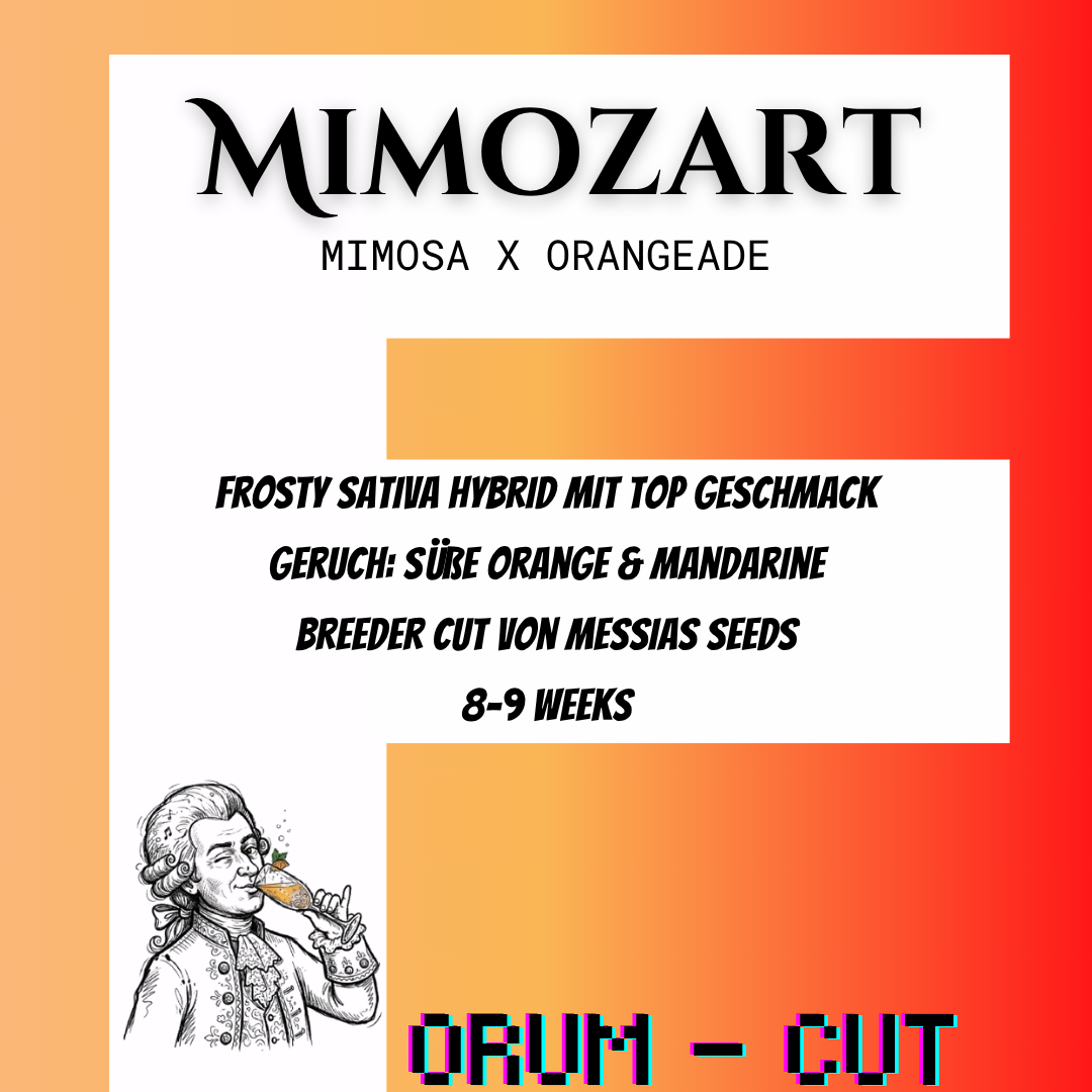 Mimozart - Hanfsteckling
