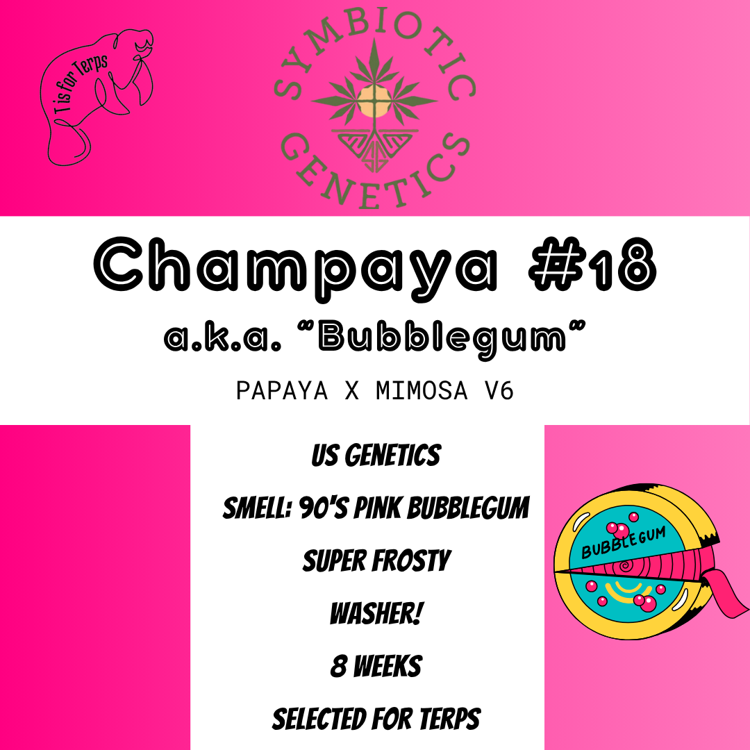 Champaya #18 a.k.a. "Bubblegum" - Hanfsteckling