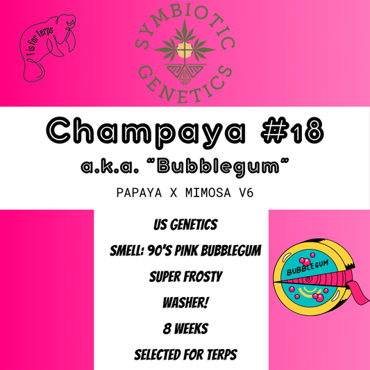 Champaya #18 a.k.a. "Bubblegum" - Hanfsteckling