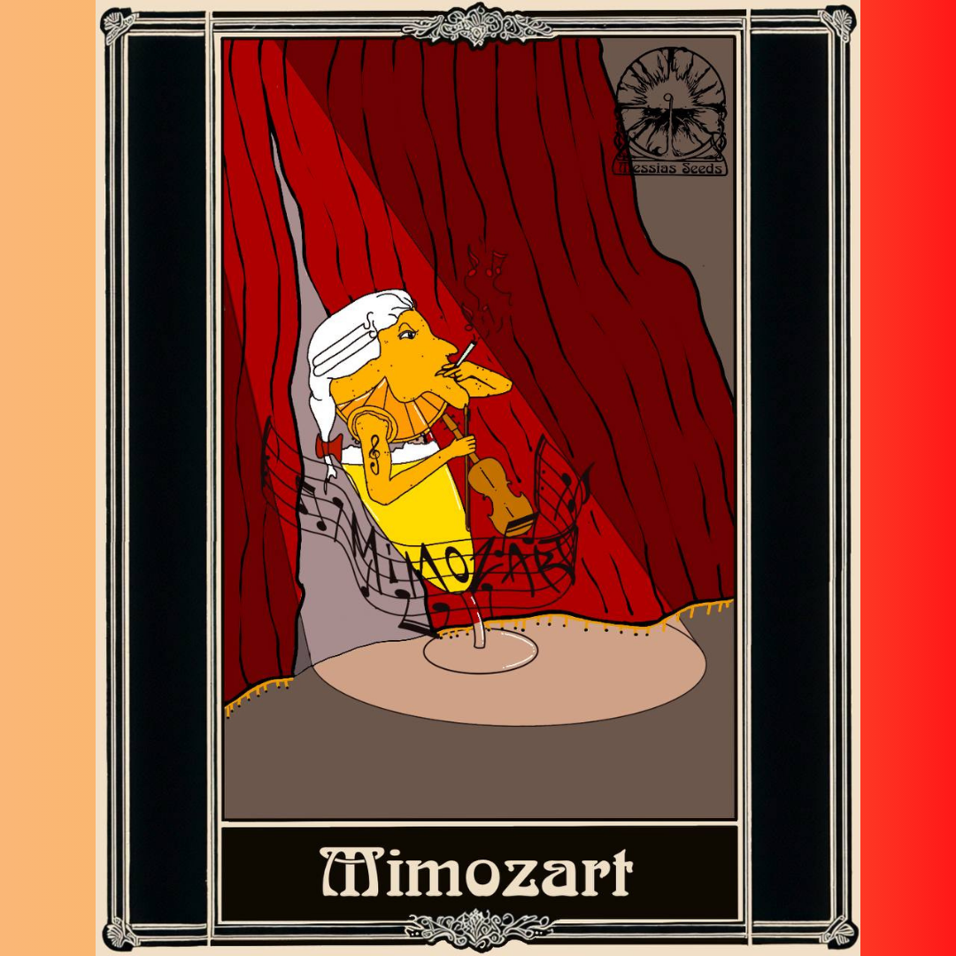 Mimozart - Hanfsteckling