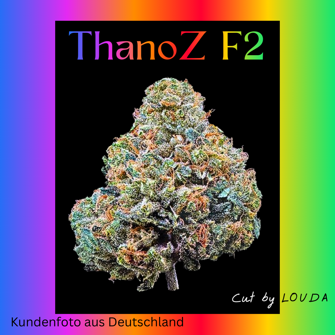 ThanoZ F2 (LOUDA-CUT) - Hanfsteckling