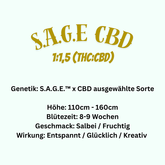 S.A.G.E. CBD - Hanfsteckling