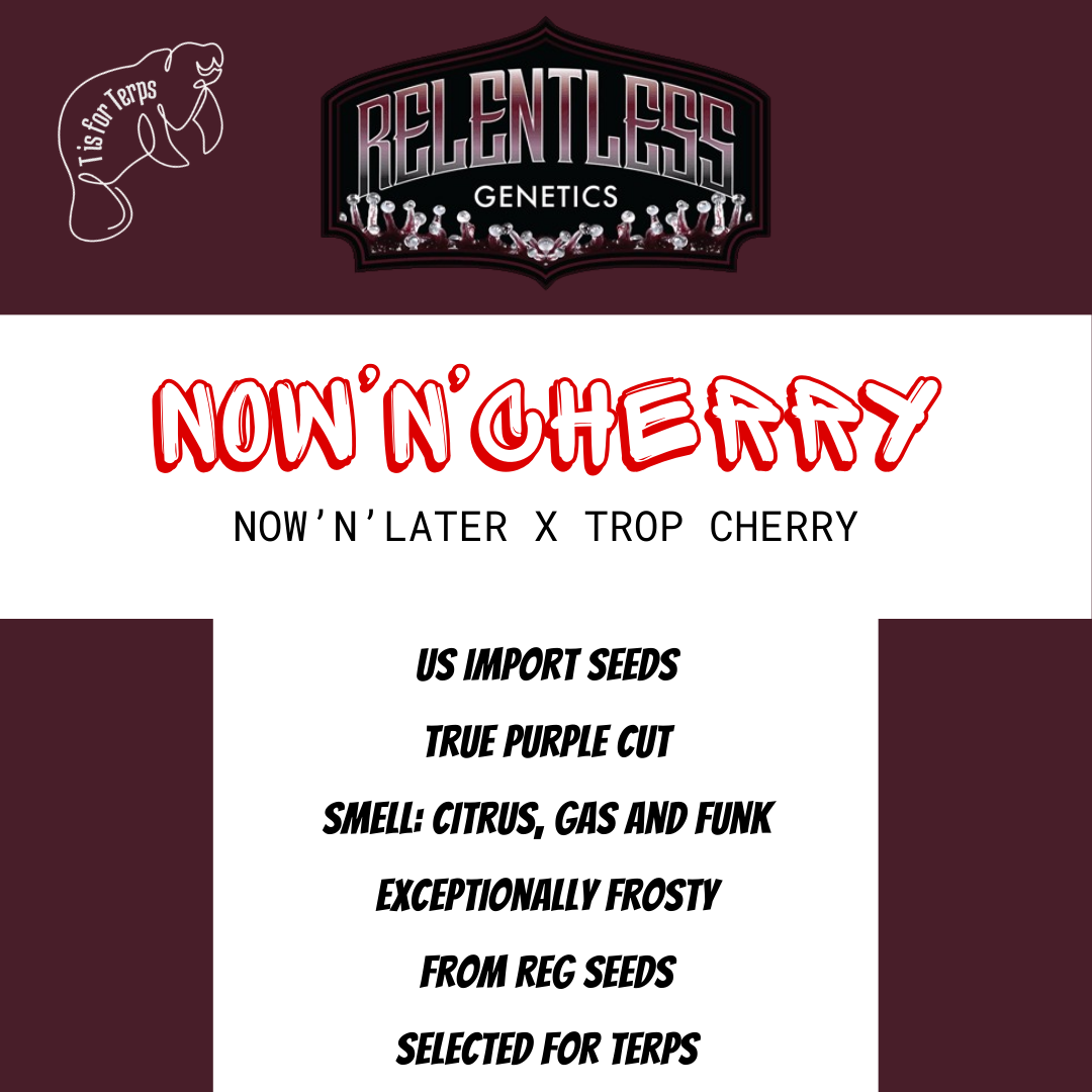 Now'n'Cherry - Hanfsteckling