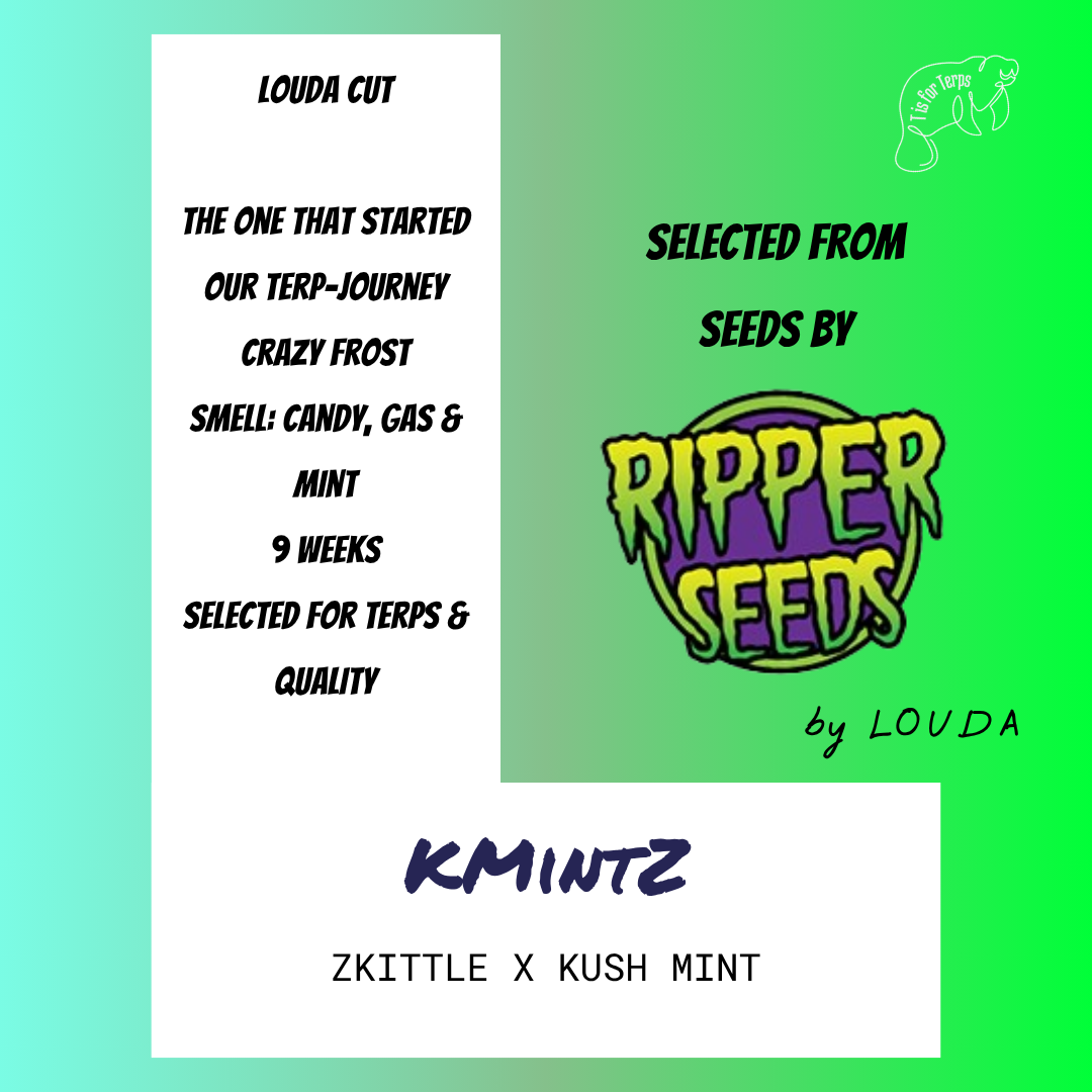 K-MintZ (LOUDA CUT) - Hanfsteckling