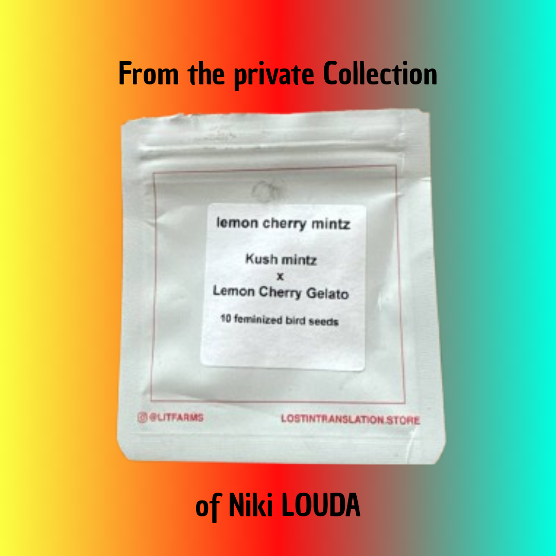 Lemon Cherry Mintz (LOUDA CUT) - Hanfsteckling
