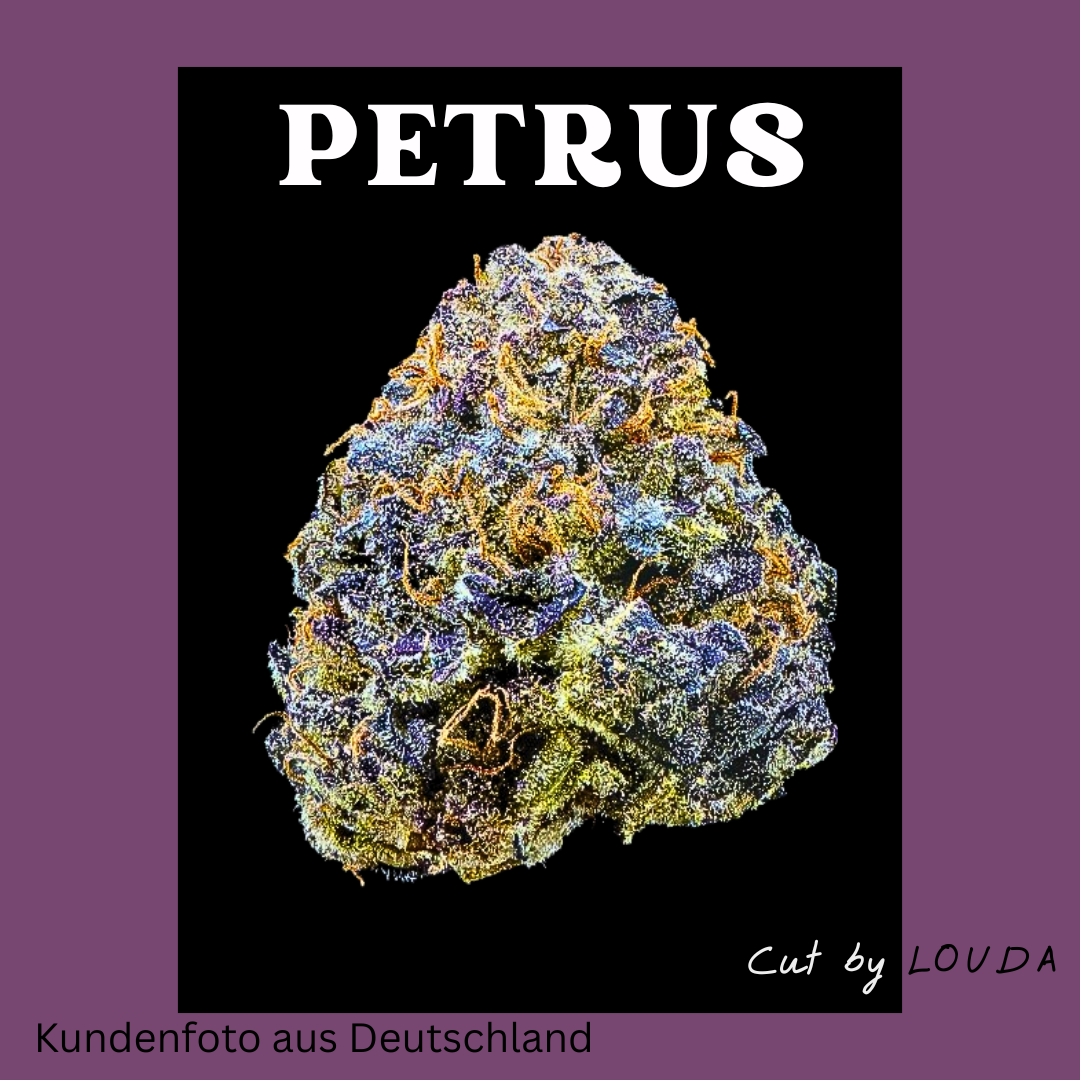 Petrus (LOUDA Breeder-CUT) - Hanfsteckling