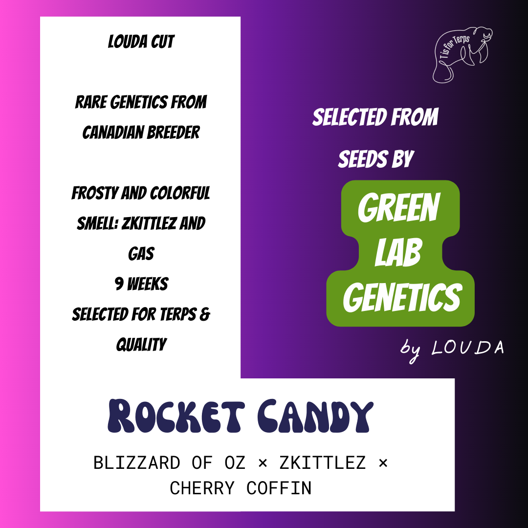 Rocket Candy (LOUDA CUT) - Hanfsteckling