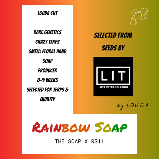 Rainbow Soap (LOUDA CUT) - Hanfsteckling