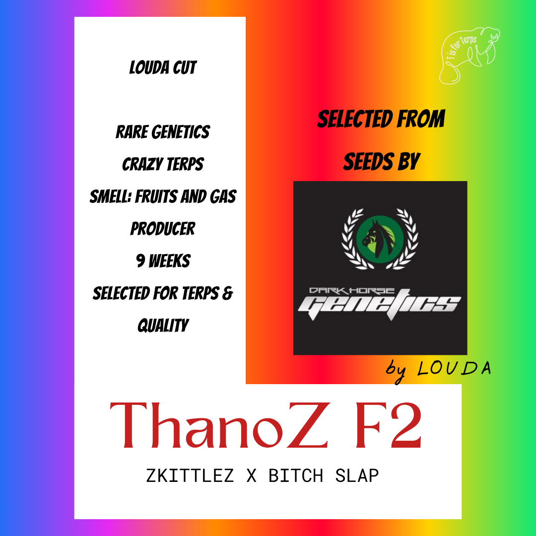 ThanoZ F2 (LOUDA-CUT) - Hanfsteckling