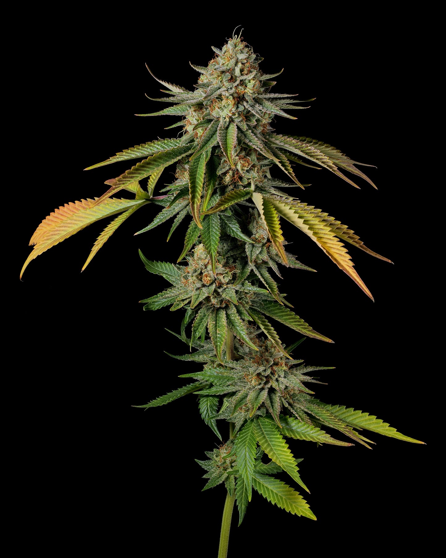 Weedeoman-Box #1: Blueberry Muffin / Theia S1 / MM#2 "Leberknödel-Cut"