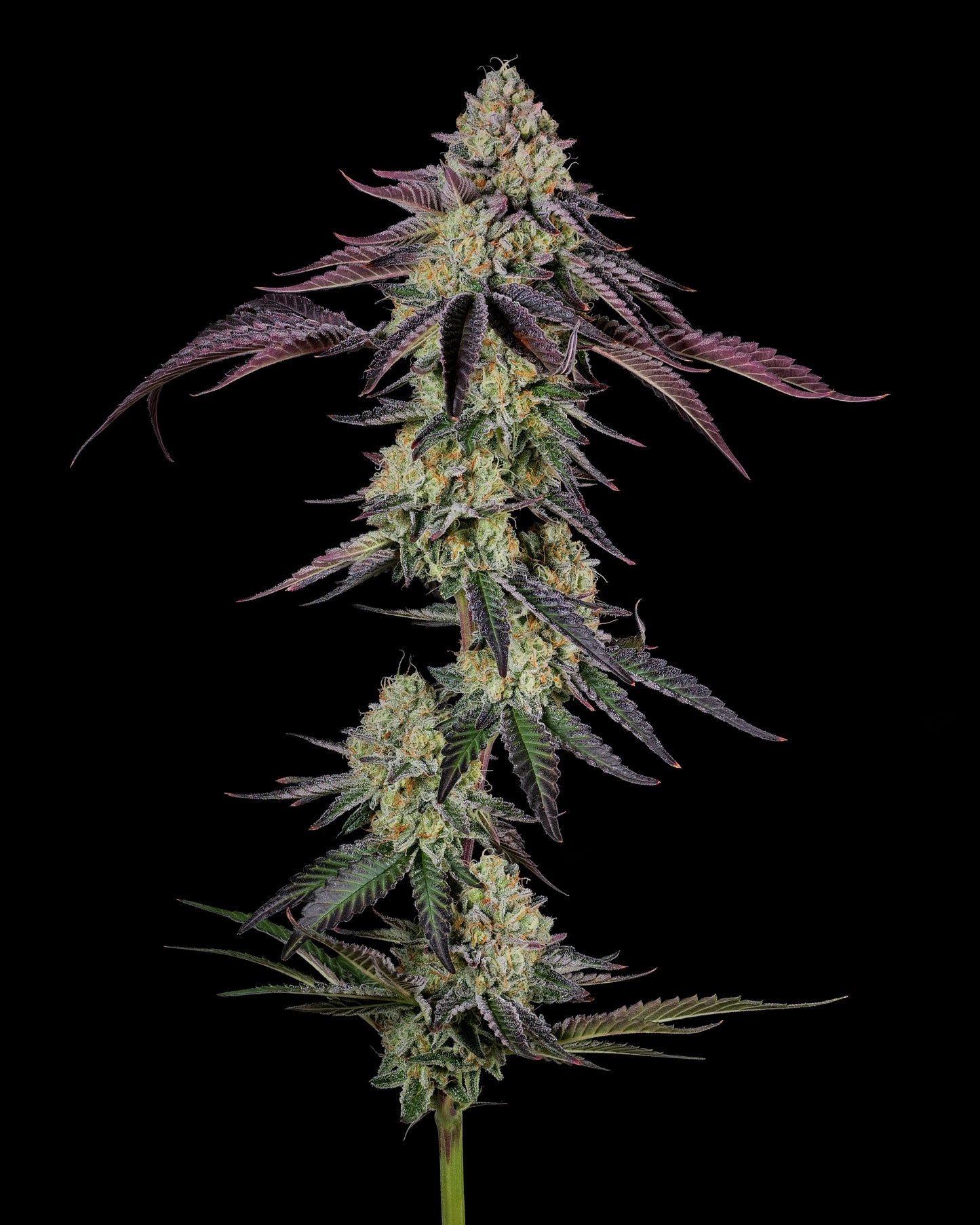 Weedeoman-Box #1: Blueberry Muffin / Theia S1 / MM#2 "Leberknödel-Cut"