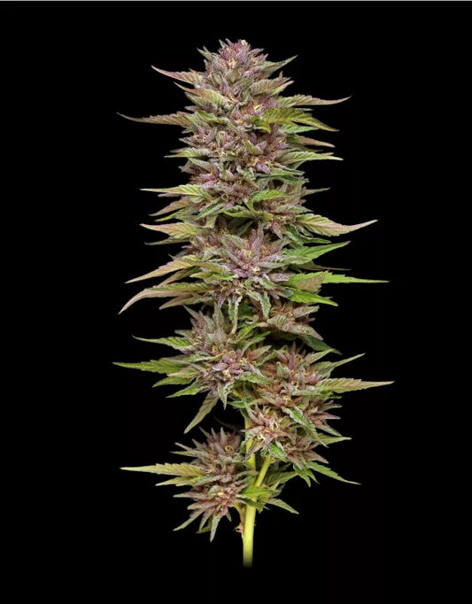 Pineapple Muffin - 3 fem Seeds - Humboldt Seed Company