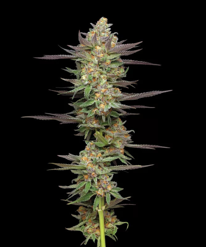 AUTO - Mint Jelly Automatic- 3 fem Seeds - Humboldt Seed Company