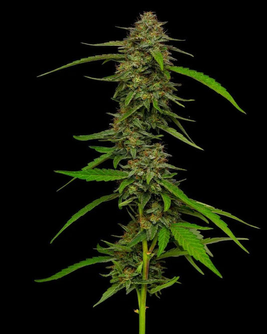 Strawberry Cheesecake - 3 fem Seeds - Humboldt Seed Company